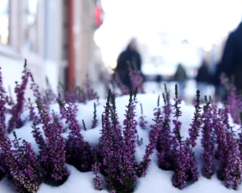 В Латвии объявлено оранжевое предупреждение из-за экстремального холода до -30°