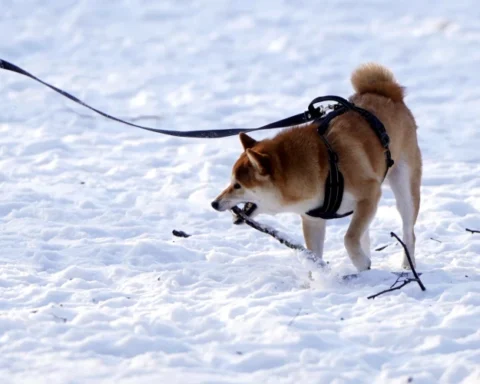 В Латвии объявлено желтое предупреждение о сильном морозе