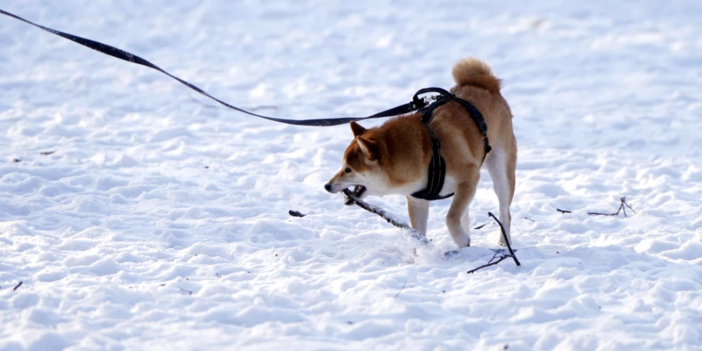 В Латвии объявлено желтое предупреждение о сильном морозе