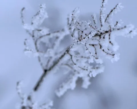 В Латвии ожидаются морозные дни со снегопадом и скользкими дорогами