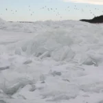 В Латвии стартуют научные исследования орнитологов над морем