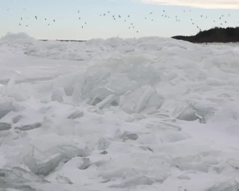 В Латвии стартуют научные исследования орнитологов над морем