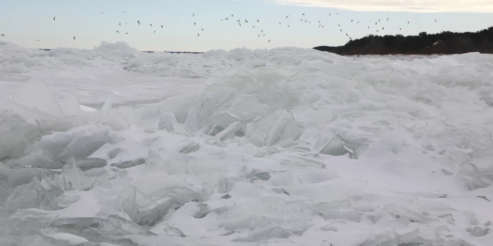 В Латвии стартуют научные исследования орнитологов над морем