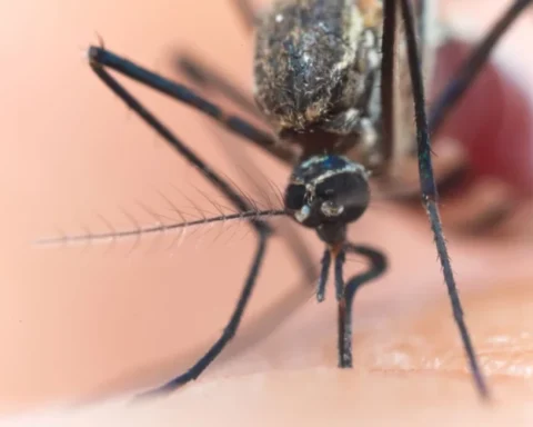 В Латвии у семи туристов диагностировали лихорадку денге после поездок в тропики