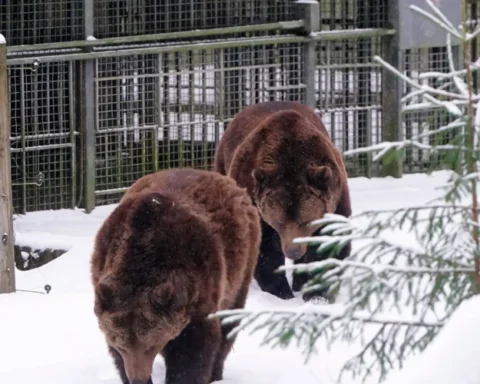 В понедельник в Латвии не ожидаются значительные осадки, температура до -9 градусов
