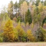 Владелец IKEA приобрёл 245 000 гектаров земли и лесов в Латвии