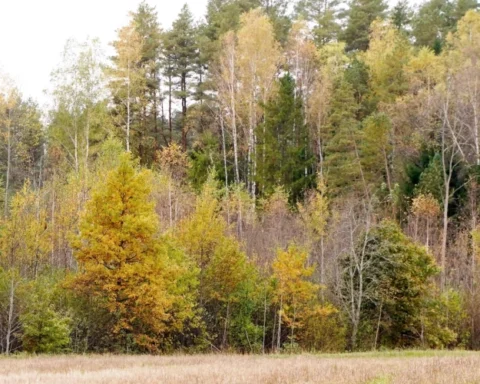 Владелец IKEA приобрёл 245 000 гектаров земли и лесов в Латвии