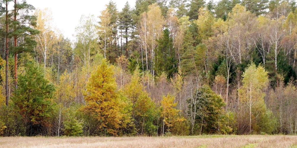 Владелец IKEA приобрёл 245 000 гектаров земли и лесов в Латвии