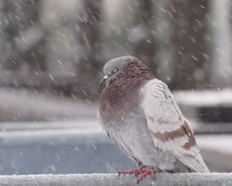 Воскресенье в Латвии: снег и температурные колебания от -1 до -5 градусов