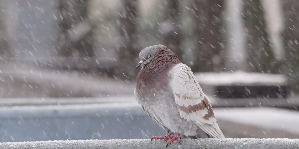Воскресенье в Латвии: снег и температурные колебания от -1 до -5 градусов