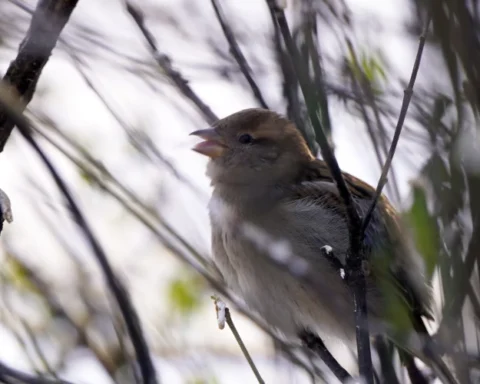 Вторник в Латвии оказался самым холодным утром за два года