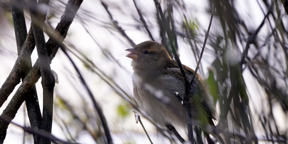 Вторник в Латвии оказался самым холодным утром за два года