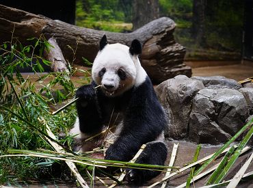 Япония прощается с пандами, которых Китай забирает из-за спора о территориях