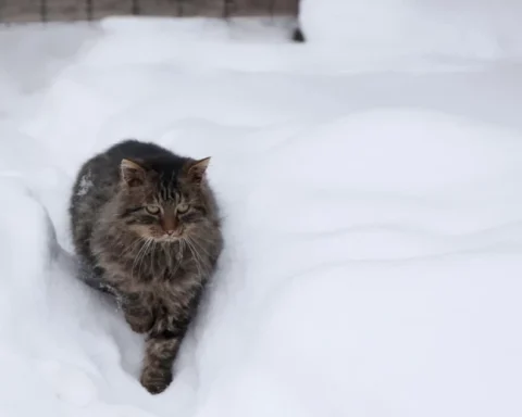 Желтое предупреждение о сильном снегопаде в Латвии на ночь с 6 января