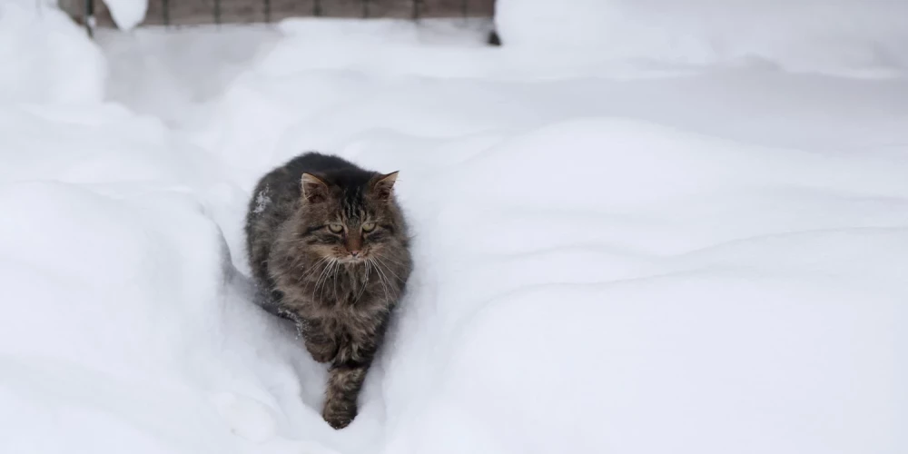 Желтое предупреждение о сильном снегопаде в Латвии на ночь с 6 января