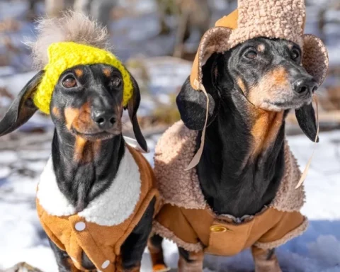Зимой питомцы подвержены риску переохлаждения даже в квартирах