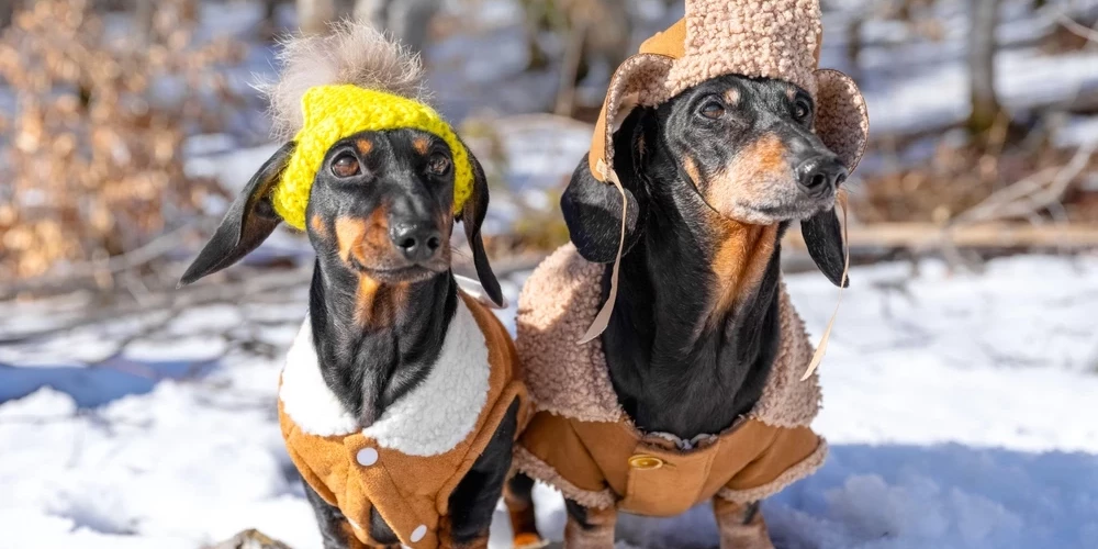 Зимой питомцы подвержены риску переохлаждения даже в квартирах