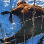 95 истощённых животных эвакуированы из хозяйства в Аугшдаугавском крае