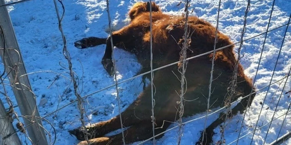 95 истощённых животных эвакуированы из хозяйства в Аугшдаугавском крае