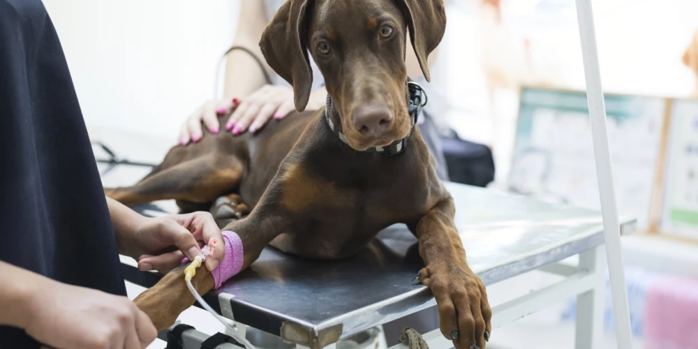 Инициатива на Manabalss.lv призывает к созданию круглосуточной экстренной ветеринарной помощи в Латвии