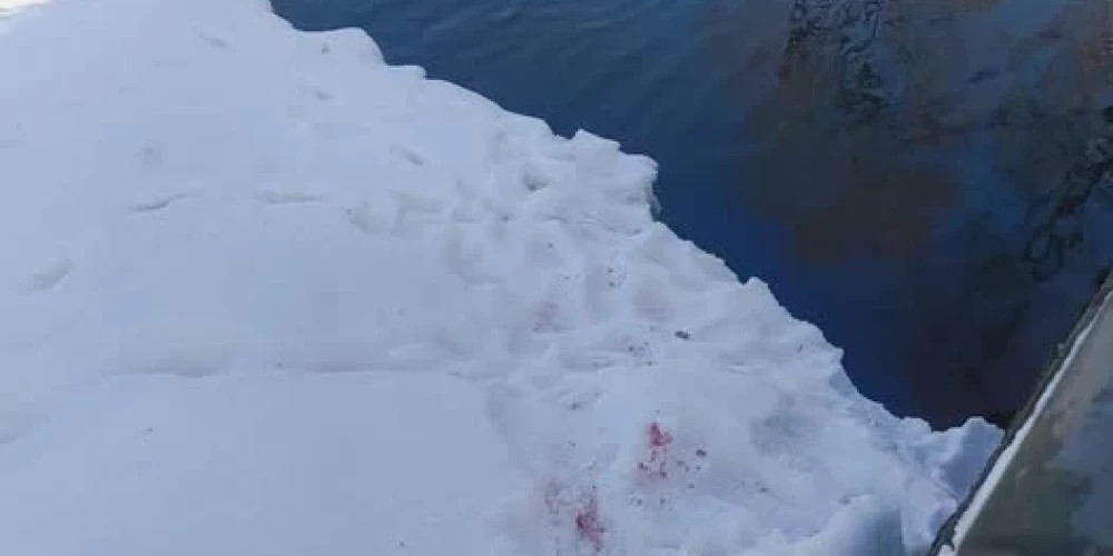 Кровавые следы в парке Аркадия: управление охраны природы расследует нападение на уток