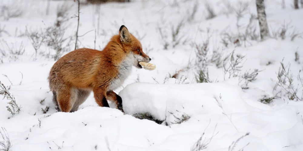 Латвию ожидает оттепель после морозов до -30 градусов