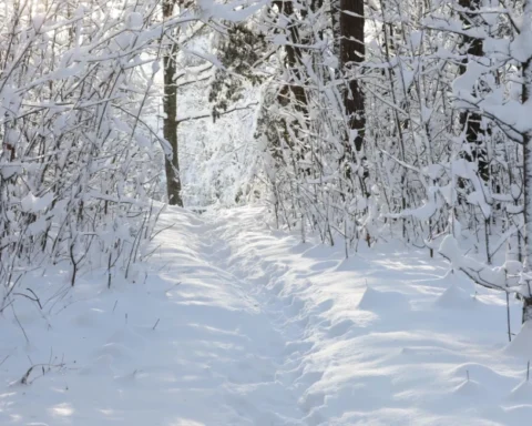 Латвию ожидает сильный снегопад: на востоке возможно образование снежного покрова до 65 см