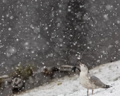 Небольшой снег и температура до -20 градусов ожидаются в Латвии в среду