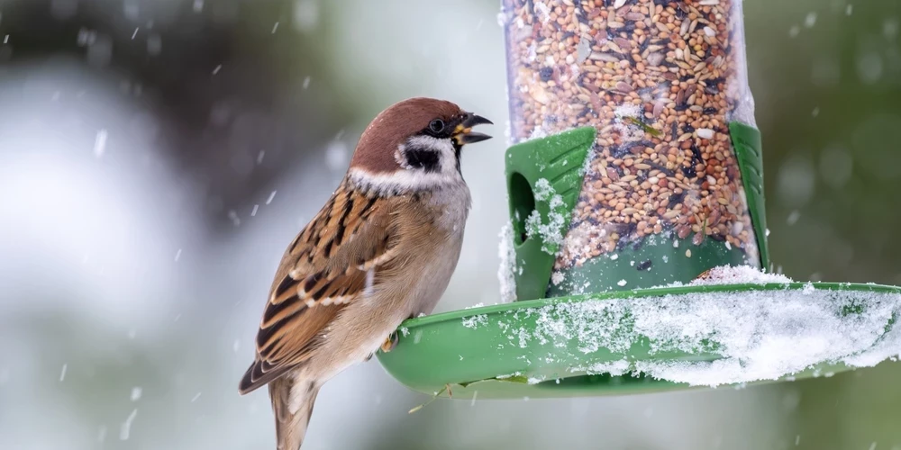 Орнитологи: значительная часть птиц гибнет зимой, несмотря на подкормку