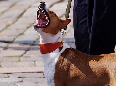 PVD предупреждает о рисках покупки домашних животных из России и Белоруссии