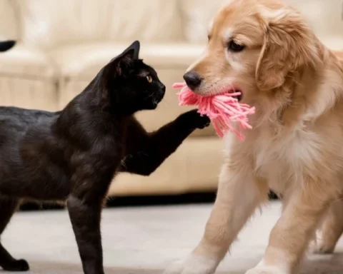 PVD предупреждает: покупка животных в России и Беларуси угрожает статусу Латвии по бешенству