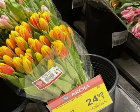 Рижан удивили высокие цены на тюльпаны: 50 штук за 24,99 евро