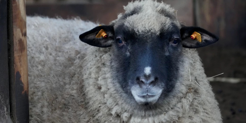 Рижанам сообщили о новых участках для голосования на выборах в Сейм, в том числе в зоопарке