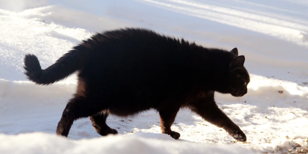 Синоптики предупреждают о сильных морозах до -29 градусов в Латвии