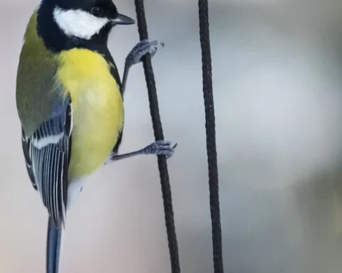 В четверг в южной Латгале температура воздуха достигнет нуля градусов