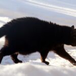 В Даугавпилсе зафиксирована температура -29,6 градуса, рекорды холода в Лиепае и Руцаве