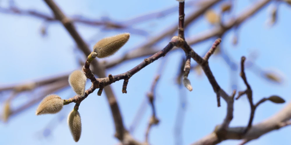 В Латвии к концу недели ожидается повышение температуры близко к 0 градусов