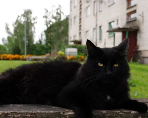 В Латвии зарегистрировано свыше 290 тысяч домашних животных