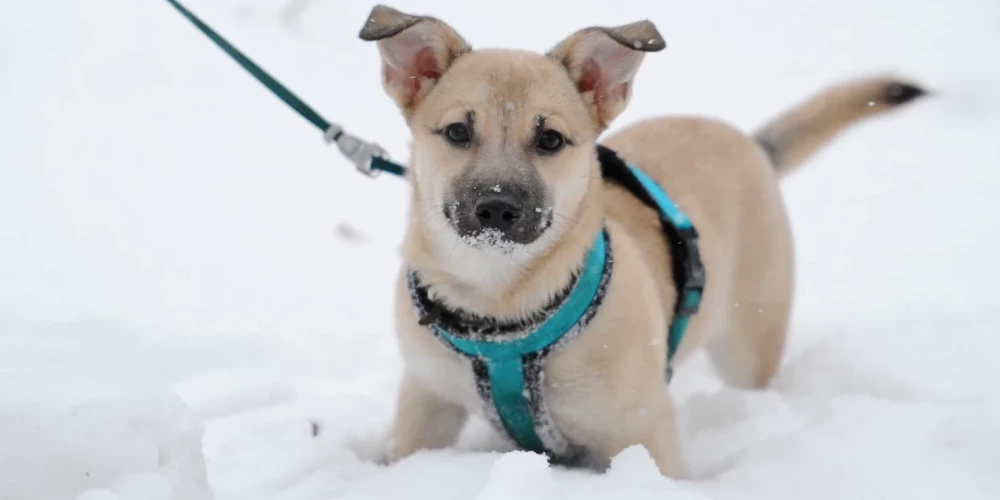 В понедельник в Латвии ожидается солнечная погода без осадков