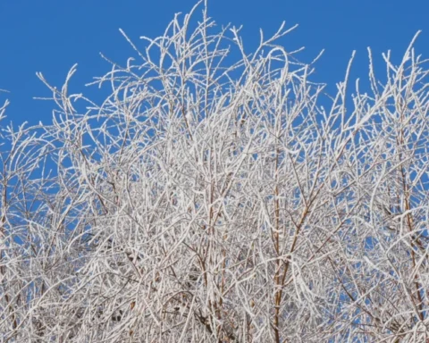 В Руцаве зафиксирован рекордный холод: температура упала до -27,5 градусов