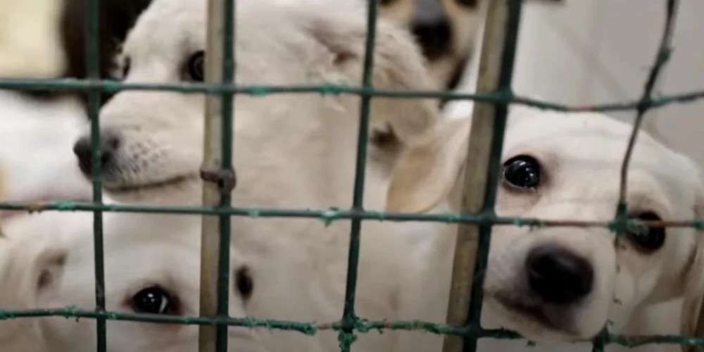 В Юрмале изъяли 25 собак, содержавшихся в ужасных условиях