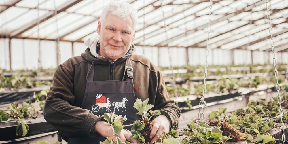 Ягодники Латвии ожидают задержку в сборе клубники на одну-две недели