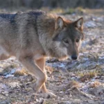 Жителей Латвии призвали сообщать о следах волков зимой