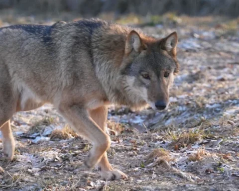 Жителей Латвии призвали сообщать о следах волков зимой