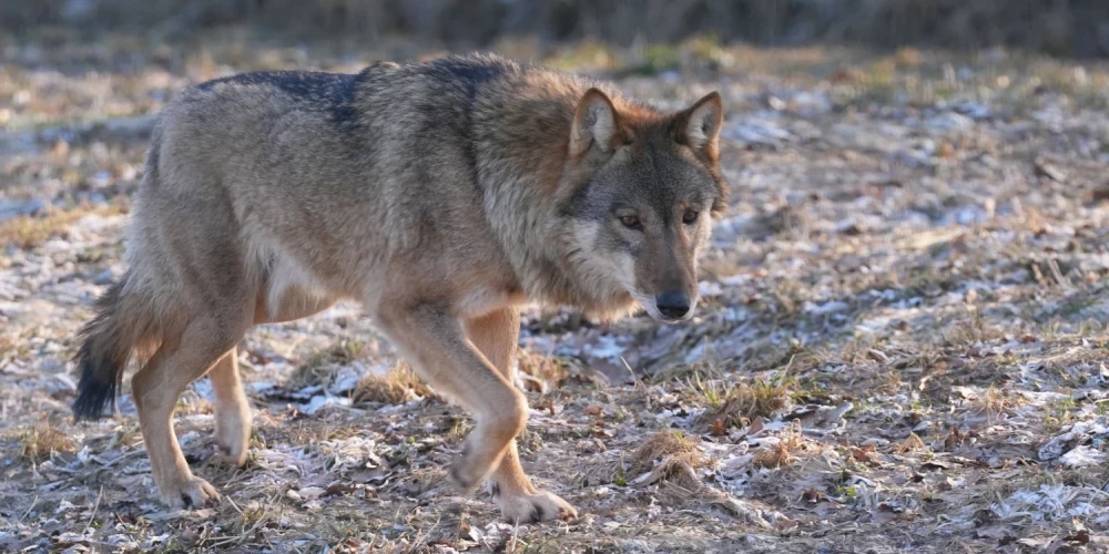 Жителей Латвии призвали сообщать о следах волков зимой