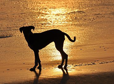 Дубай: брошенные животные на улицах и растущие запросы на эвтаназию среди домашних питомцев