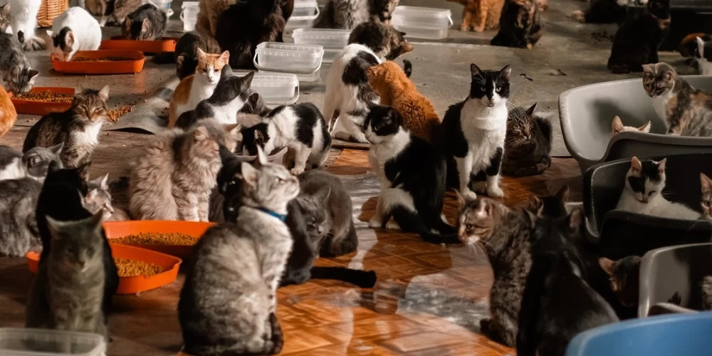 Глава PVD: наличие девяти кошек в квартире допустимо при качественном уходе