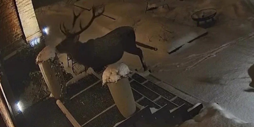 Камера зафиксировала хулигана, напавшего на ресторан в Лигатне 25 февраля