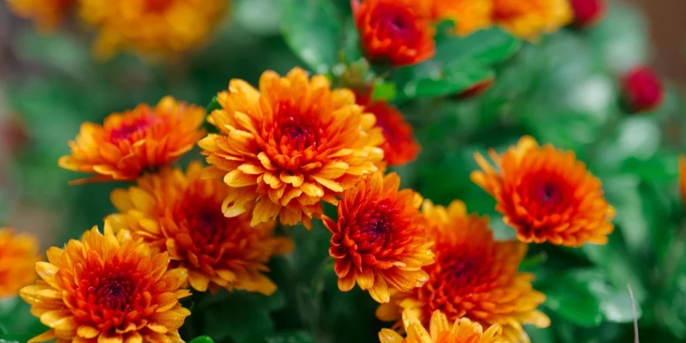 Латвия экспортирует хризантемы и розы в Россию и Беларусь на миллионы евро