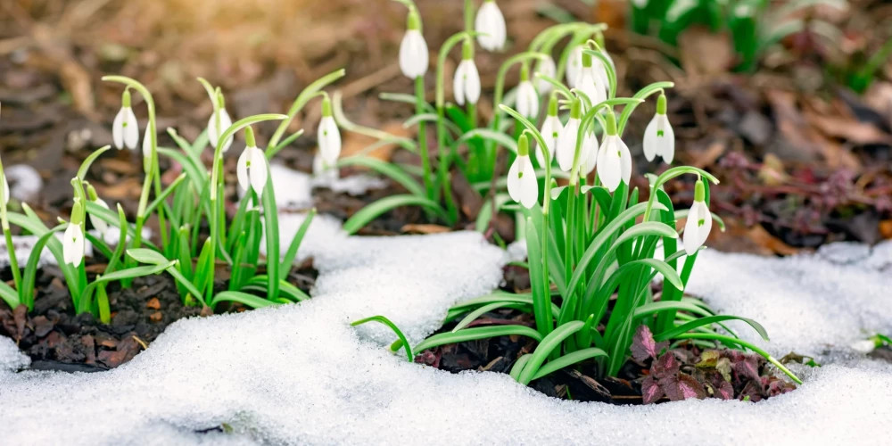 Метеорологическая весна в Латвии началась 27 февраля с температурой выше нуля